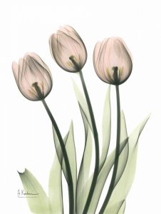 Three Pale Pink Tulips