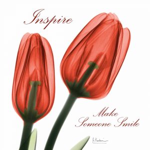 Inspire Tulips