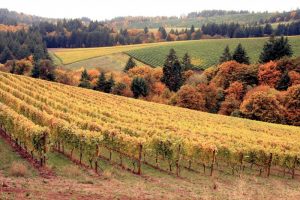 Fall in Wine Country I