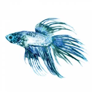 Fish III