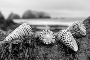 Crescent Beach Shells 3