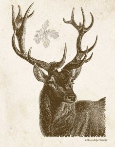 Neutral Deer I