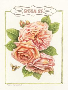 Rose Species