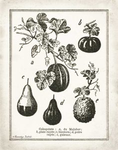 French Gourds