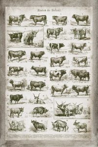 French Cow Chart
