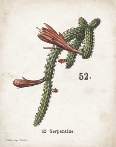 Cacti III