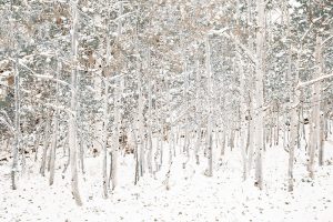 White Snow Wonderland