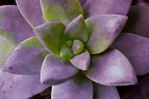 Purple Succulent I