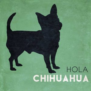 Hola Chihuahua