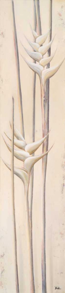 White Heliconias II