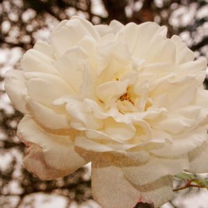 Vintage Rose I