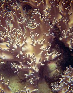 Barrier Reef Coral I