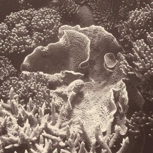 Sepia Barrier Reef Coral III