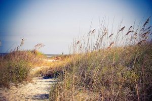 Beach Grass Path