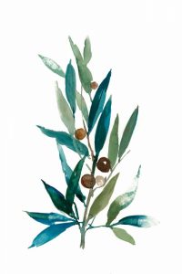 Olive Branch I