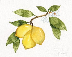 Citrus Garden I