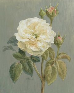 Heirloom White Rose