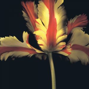 French Parrot Tulip
