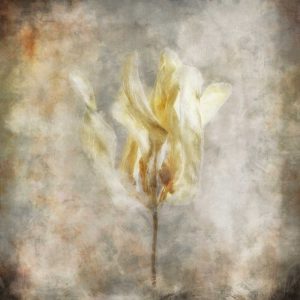 Sepia Bloom I