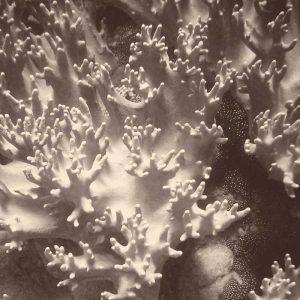 Sepia Barrier Reef Coral I