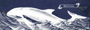 Indigo Whale II