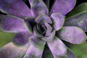 Purple Succulent II