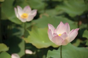 Lotus Flowers II