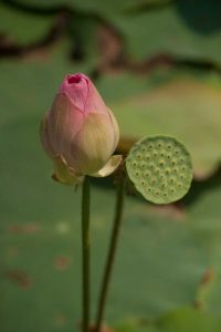 Lotus Flowers III