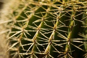 Cactus Detail I