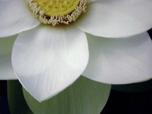 Macro Lotus