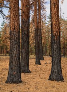 Ponderosa Forest after Fire