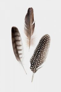 Feathers I