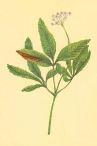 Five Leaved Ginseng