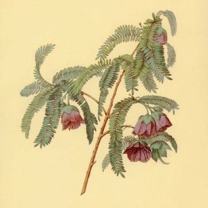 Spaendoncea Tamarandifolia