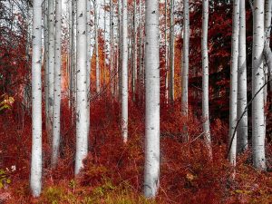 Fall Birches