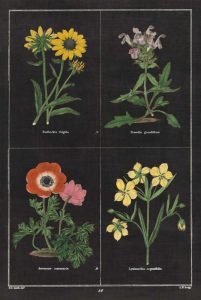 Botanical on Black Chart II