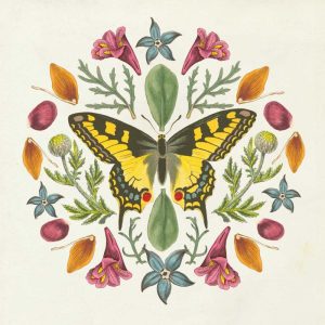 Butterfly Mandala III