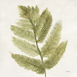 Forest Ferns I