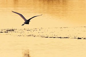 Egrets in the Sunrise IV