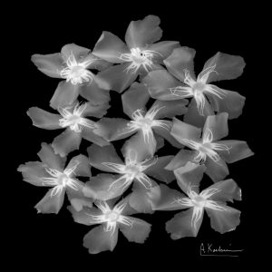 Oleander X-Ray