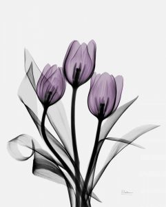 Three Purple Tulips H14