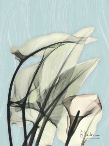Calla Lily Leaves