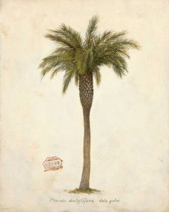 Date Palm Illustration               
