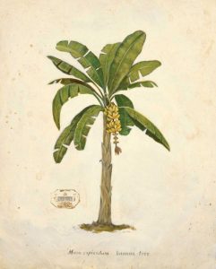 Banana Palm Illustration