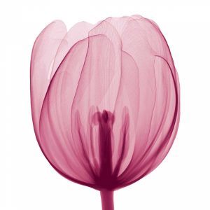 Tulips [Positive] – A