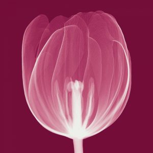 Tulips [Negative] – A