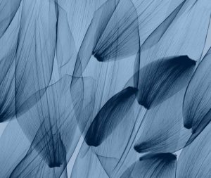 Tulip Petals – Blue