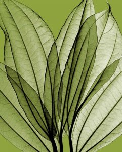 Leaf Bouquet – Green