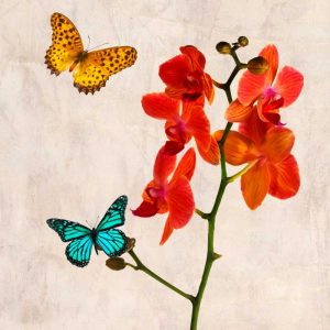 Orchids and Butterflies II