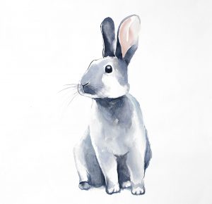 Curious Rex Rabbit